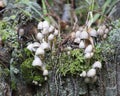 Viw of coprinellus disseminatus mushrooms in the wood