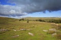 Vixen Tor, Merrivale area of Dartmoor National Park, Devon Uk