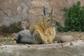 Vizcacha Royalty Free Stock Photo