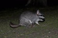 Vizcacha , Lagostomus maximus, El Palmar National Park , Entre Rios