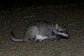 Vizcacha , Lagostomus maximus, El Palmar National Park , Entre Rios