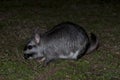 Vizcacha , Lagostomus maximus, El Palmar National Park ,