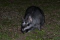 Vizcacha , Lagostomus maximus, El Palmar National Park ,