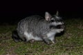 Vizcacha , Lagostomus maximus, El Palmar National Park ,