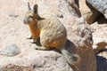 The vizcacha of the plains Lagostumus maximus in Bolivia