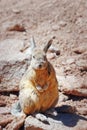 The vizcacha of the plains Lagostumus maximus in Bolivia Royalty Free Stock Photo