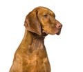 Vizla against Royalty Free Stock Photo