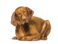 Vizla lying against white background Royalty Free Stock Photo