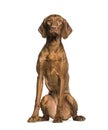 Vizla sitting against white background Royalty Free Stock Photo