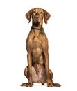 Vizla Sitting and facing at the camera, isolated Royalty Free Stock Photo