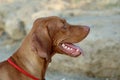 Vizsla Royalty Free Stock Photo