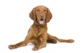 Vizsla ( 9 mois) Royalty Free Stock Photo