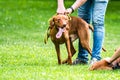 Vizsla breed dog