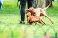 Vizsla breed two dogs in park playing