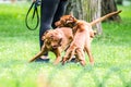 Vizsla breed two dogs in park playing