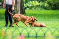 Vizsla breed two dogs in park