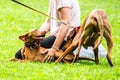 Vizsla breed two dogs in park