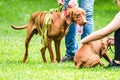 Vizsla breed two dogs