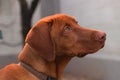 Vizsla dog