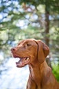 Vizsla dog (Hungarian pointer) portrait