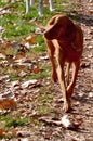 vizsla dog. Royalty Free Stock Photo