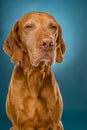 Vizsla dog portrait in studio Royalty Free Stock Photo