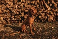 Vizsla Dog Sitting in front of Woodpile in Evening Light Royalty Free Stock Photo