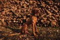 Vizsla Dog Sitting in front of Woodpile in Golden Light Royalty Free Stock Photo