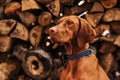 Vizsla Dog Sitting in Woodpile Closeup Portrait Royalty Free Stock Photo