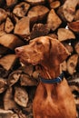 Vizsla Dog Sitting in Firewood Closeup Portrait Royalty Free Stock Photo