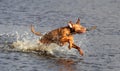 Vizsla dog splashing in water