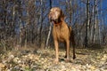 Vizsla dog standing in forest