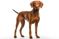 Vizsla Dog Stands On A White Background