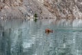 Vizsla Dog Swimming in Mountain Lake Royalty Free Stock Photo