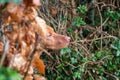 A Vizsla dogs face looks out from a hedge row. Selective focus on the dogs face.