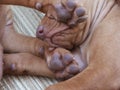 Vizsla puppy Royalty Free Stock Photo