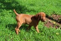 Vizsla puppy