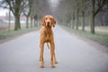 Vizsla Royalty Free Stock Photo