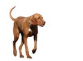 Vizsla, walking forwards. Isolated on white background Royalty Free Stock Photo