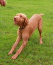 Vizsla Wirehaired Hungarian dog Royalty Free Stock Photo