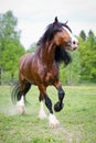 Vladimir draft horse runs gallop on the meadow in summer time Royalty Free Stock Photo