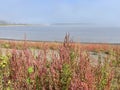 Vladivostok, Akhlestysheva Bay on Russkiy Island near the city beach in autumn in the fog