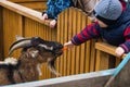 Boy is feeding a young goat in a zoo Royalty Free Stock Photo