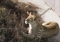 Vladivostok, Russia - November 14, 2021: Zoo `Sadgorod`, portrait of a young lioness Royalty Free Stock Photo