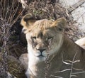 Vladivostok, Russia - November 14, 2021: Zoo `Sadgorod`, portrait of a young lioness Royalty Free Stock Photo