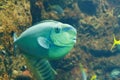 Vlaming`s unicornfish Naso vlamingii, also known as the Bignose unicornfish, Scibbled unicornfish over rocky bottom