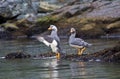 Vliegende Booteend, Flying Steamer-Duck, Tachyeres patachonicus Royalty Free Stock Photo