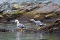 Vliegende Booteend, Flying Steamer-Duck, Tachyeres patachonicus Royalty Free Stock Photo