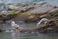 Vliegende Booteend, Flying Steamer-Duck, Tachyeres patachonicus