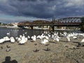 Beautiful swan embankment overlooking the higher grad